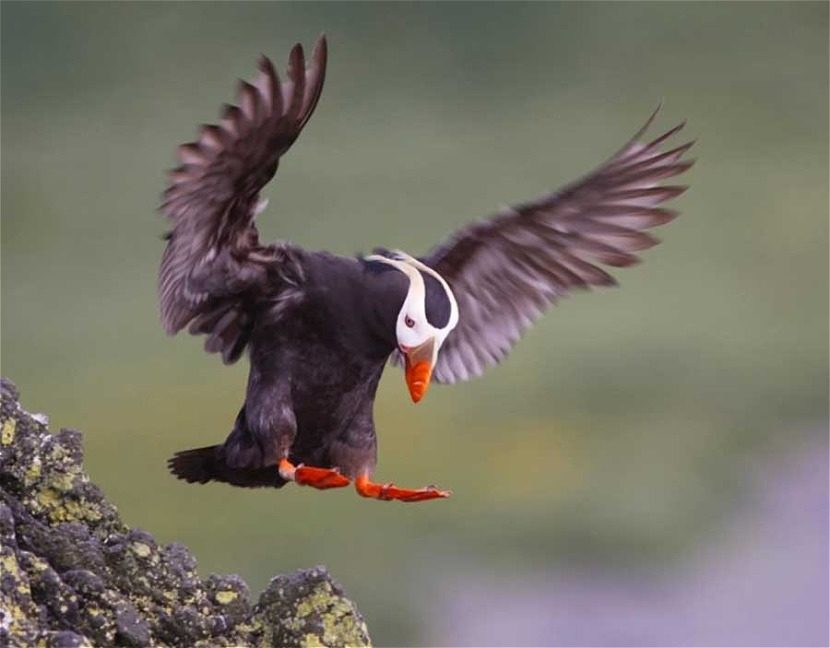 Iconic Tufted Puffins